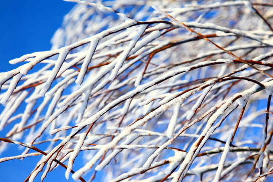 樹上覆蓋著雪