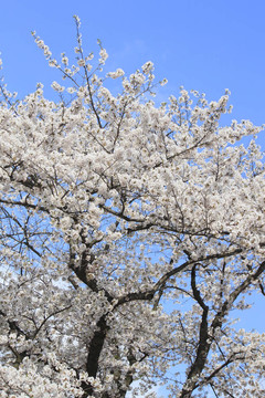 櫻花和藍天