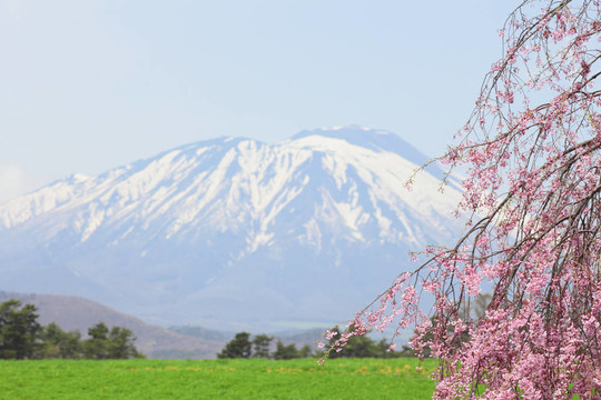 巖手山櫻花