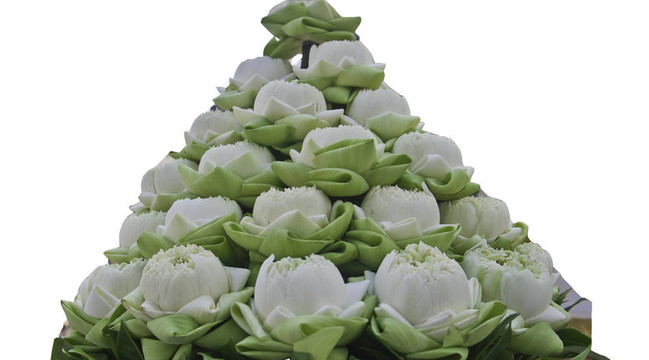 蓮花