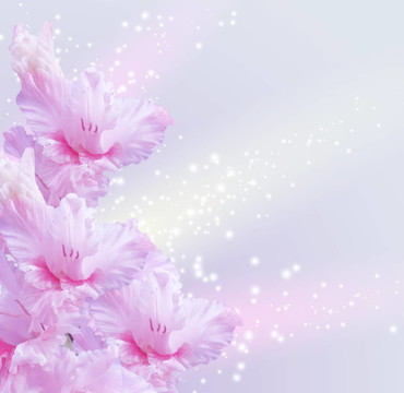 唐菖蒲