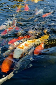 豐富多彩的觀賞錦鯉魚在PON