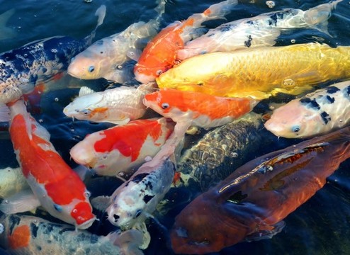 豐富多彩的觀賞錦鯉魚在PON