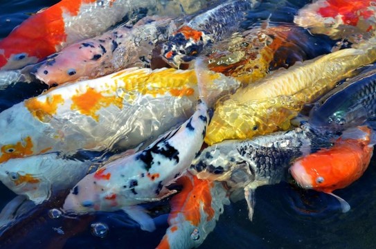 錦鯉魚