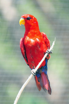 圣經(jīng)動物園