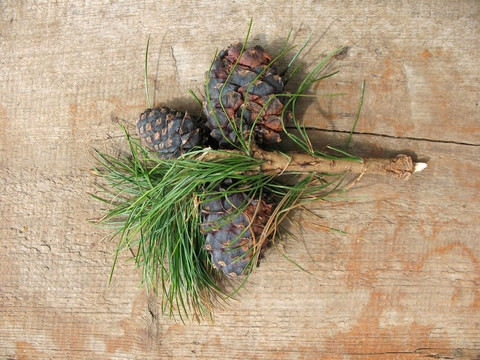 Pinus sibirica錐