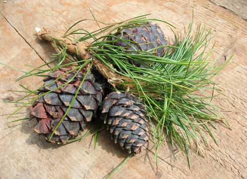 Pinus sibirica錐
