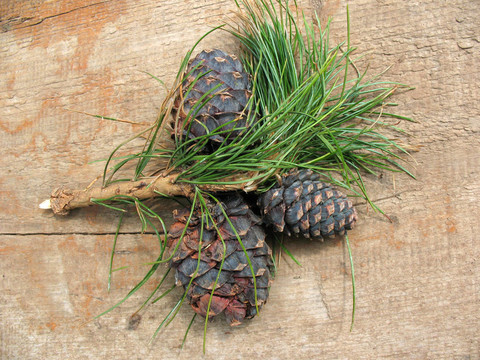 Pinus sibirica錐