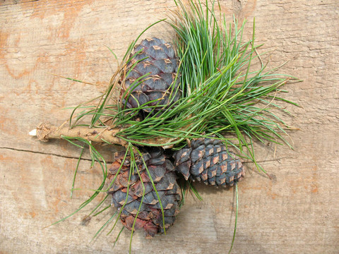Pinus sibirica錐