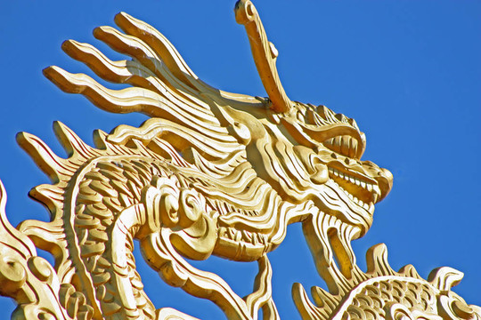 黃金龍