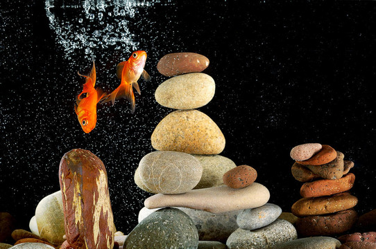水族中的金魚