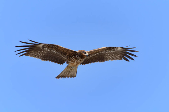 飛黑鳶。