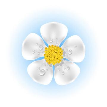 白露花