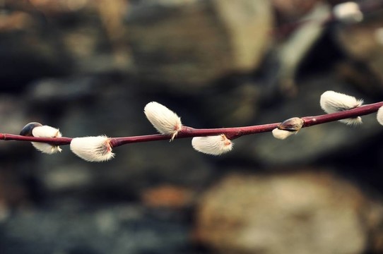 盛開的花序枝