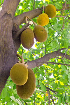 菠蘿蜜果實(shí)