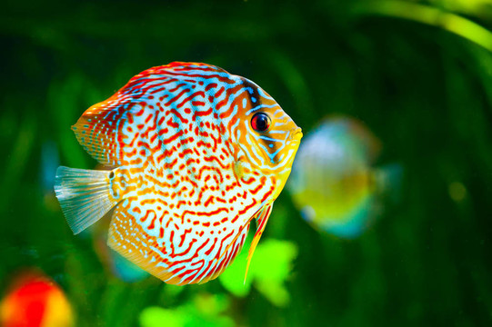 七彩神仙魚