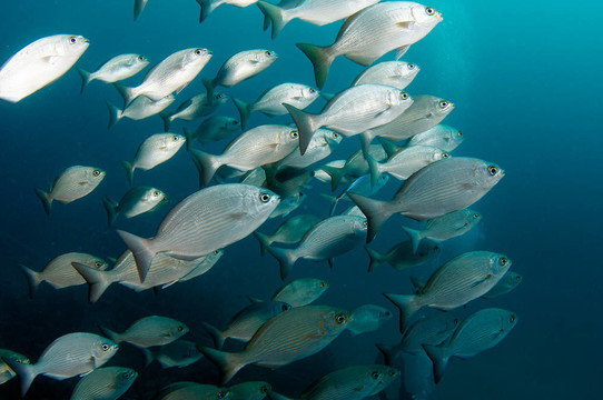一個(gè)學(xué)校的百慕大群島鰱魚公海游泳
