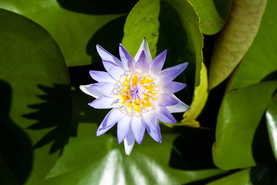 蓮花