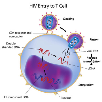 HIV進(jìn)入T細(xì)胞