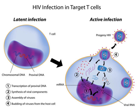 HIV潛伏性和主動(dòng)性感染