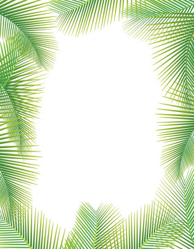 白棕櫚葉