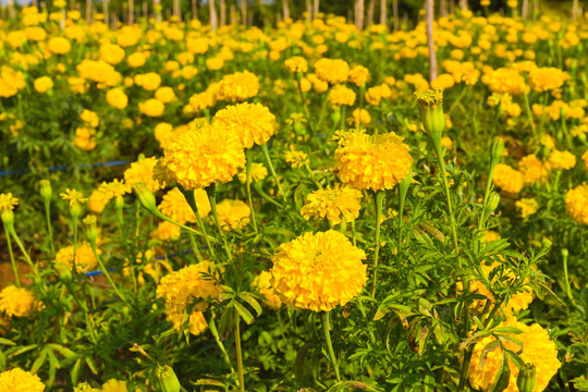 金盞花