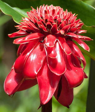 火炬姜花（Etlingera elatior）；哥斯達黎加