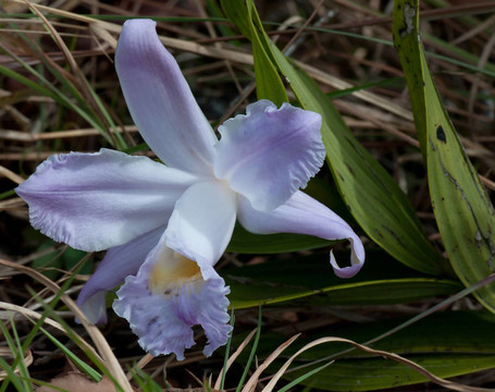 有一天，蘭花（sobralia sp.）；阿雷納火山國(guó)家公園；哥斯達(dá)黎加