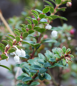 Pernettya（帕內(nèi)堤屬羅甸）White Flowers；阿雷納火山國家公園；哥斯達(dá)黎加