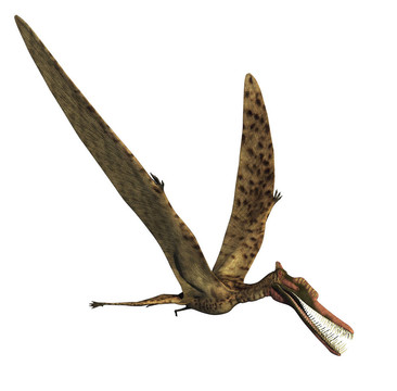 zhenyuanopterus恐龍