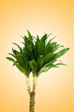 龍血樹屬植物對漸變背景