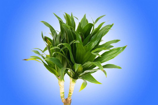 龍血樹屬植物對漸變背景