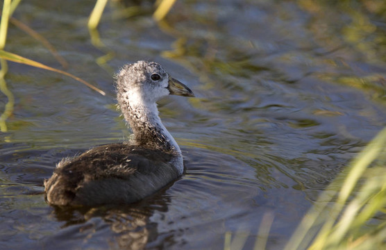 Coot Waterhen的嬰兒