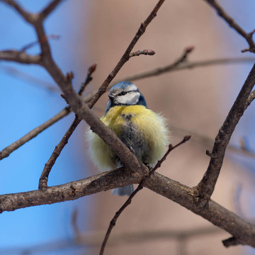 bluetit的肖像
