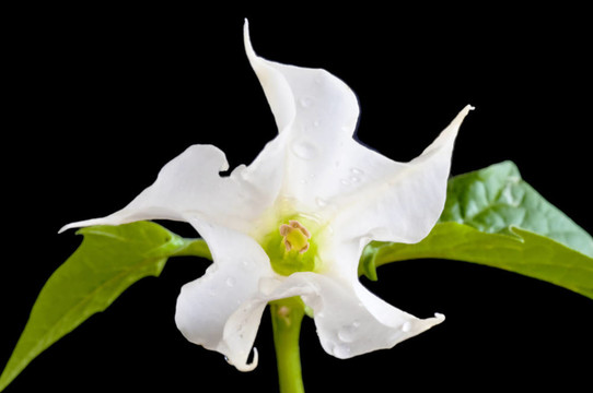 曼陀羅