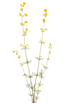 蓬子菜