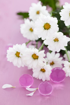 雛菊