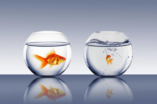 在一個(gè)魚缸里的金魚