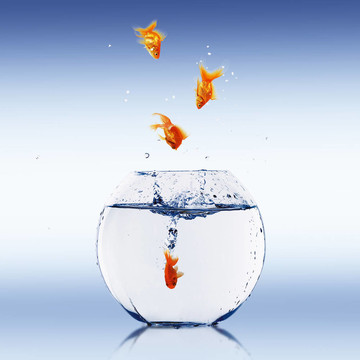 在一個魚缸里的金魚