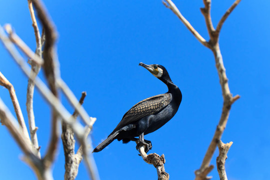 鸕鶿（Phalacrocorax carbo）