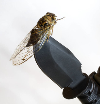 刀的bug