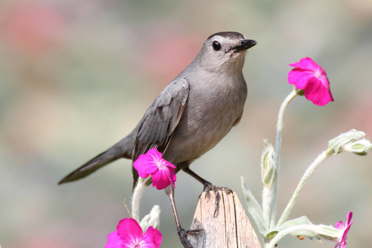 Gray Catbird（Dumetella研究）