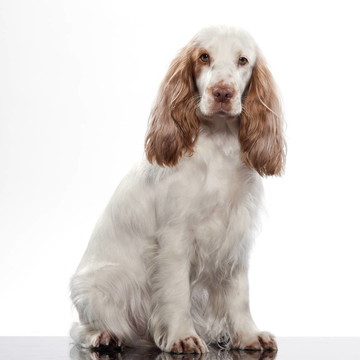 紅色的英國(guó)可卡犬