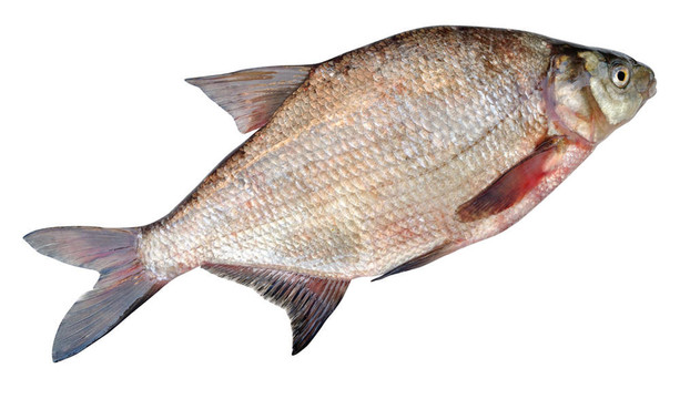 常見(jiàn)的鳊魚(yú)（鳊Abramis）