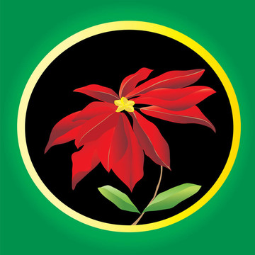 一品紅