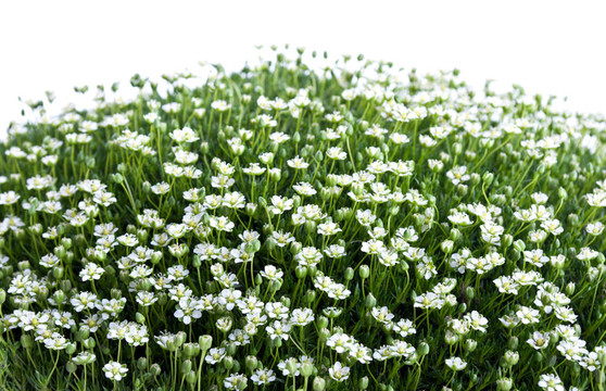 青草和花