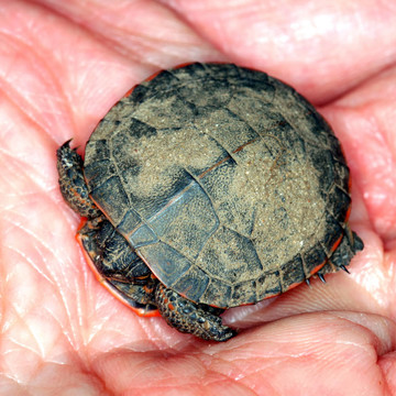 錦龜（Chrysemys picta）