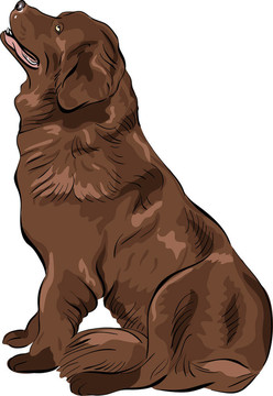 彩色素描狗紐芬蘭島獵犬坐