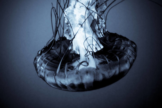 水母