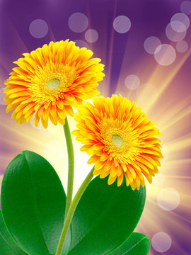 Gerber的花